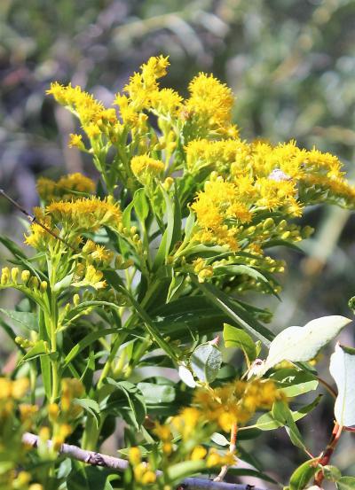 Canada Goldenrod