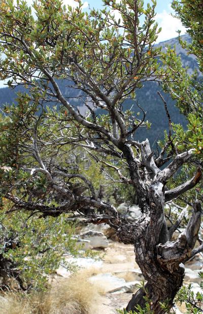 The Mountain Mahogany Dance