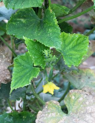 Cucumber, Bravely Blooming