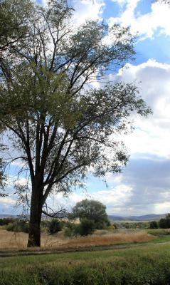 Elm at Swore Farm