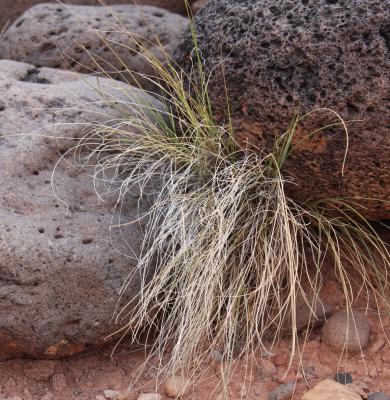 Grass Cascade