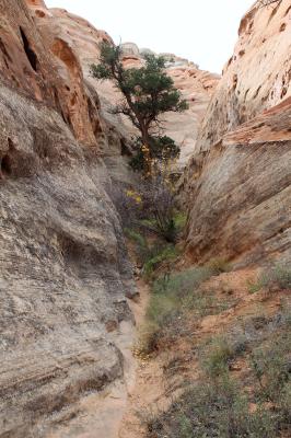 A Sidestreet in Cohab Canyon