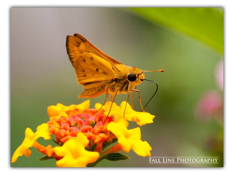Fiery Skipper