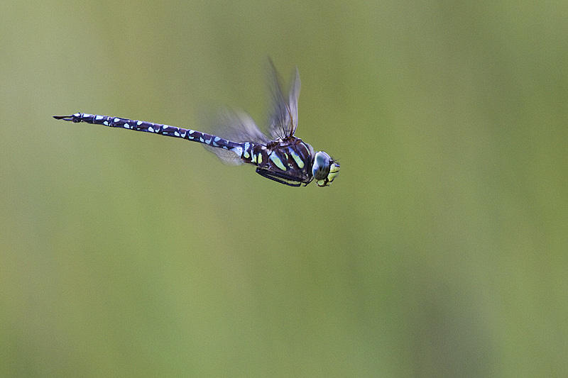sedge darner 072113_MG_7010 