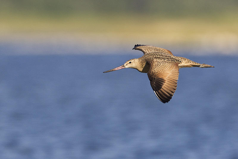 marbled godwit 081013_MG_6951 