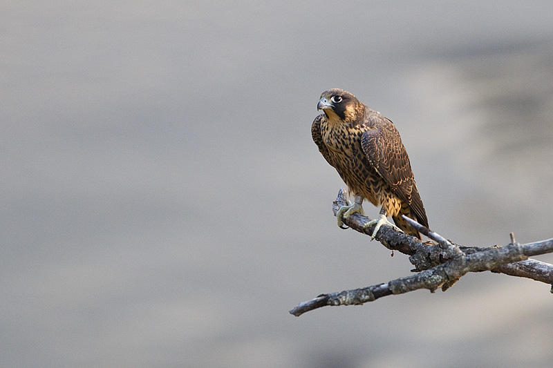 peregrine falcon 081013_MG_7824 