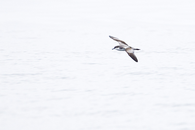 bullers shearwater 091513_MG_4927 
