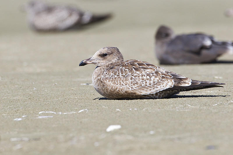 california gull 091613_MG_5817 