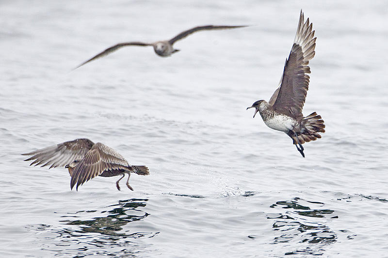pomarine jaeger & california gull 091513_MG_3933 
