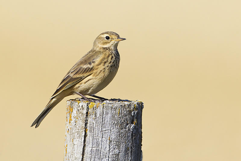 american pipit 092113_MG_6468 