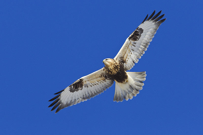 rough-legged hawk 111013_MG_5086 