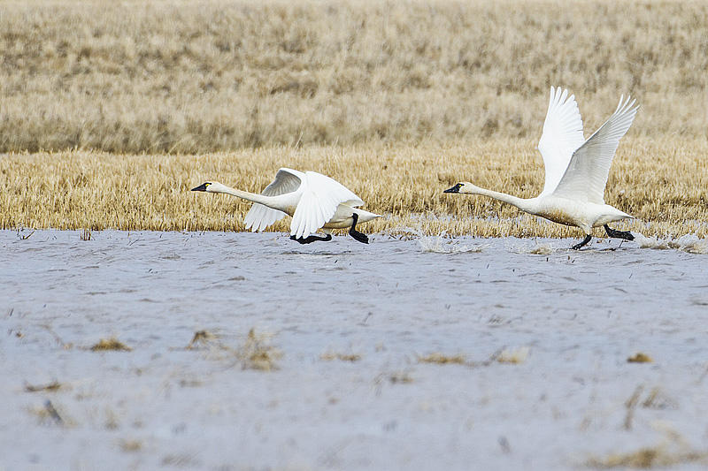 tundra swans 031614_MG_5400 