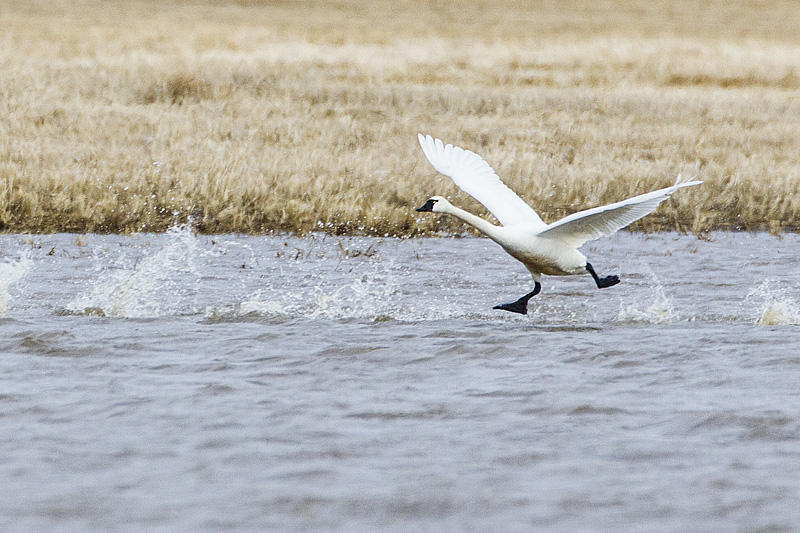 tundra swan 031614_MG_5296 