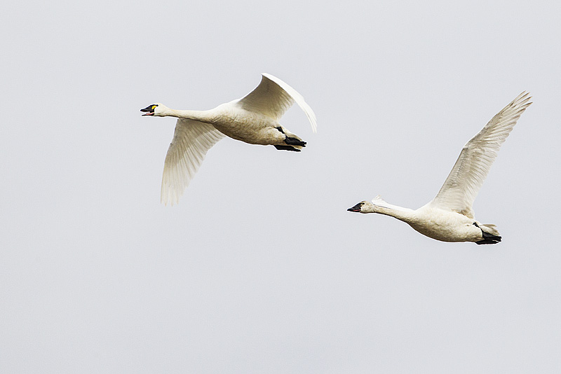 tundra swans 031614_MG_5161 