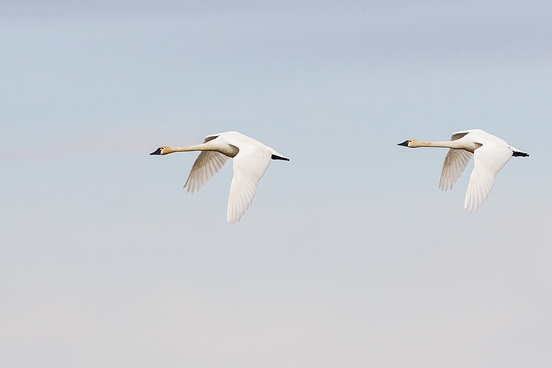 tundra swans 031614_MG_4947 