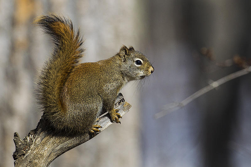 red squirrel 033014_MG_6093 