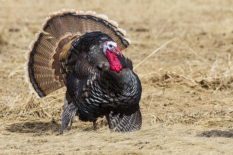 wild turkey 032914_MG_5675 