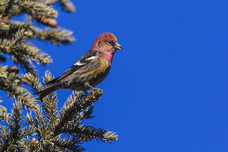 white-winged crossbill 033014_MG_7102 