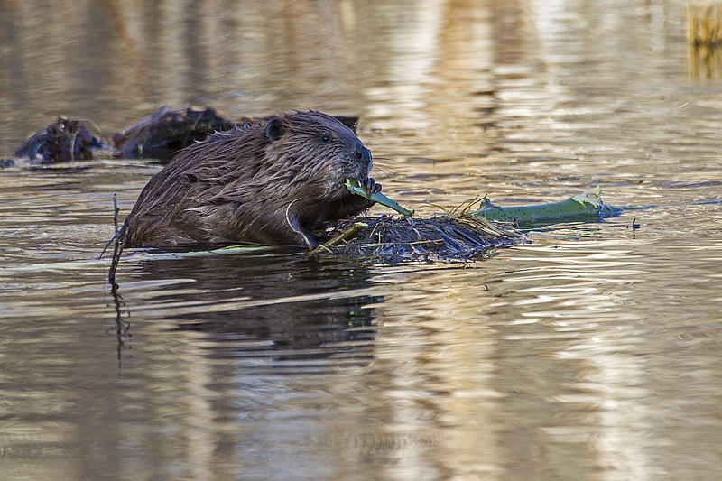 beaver 042914_MG_1733 