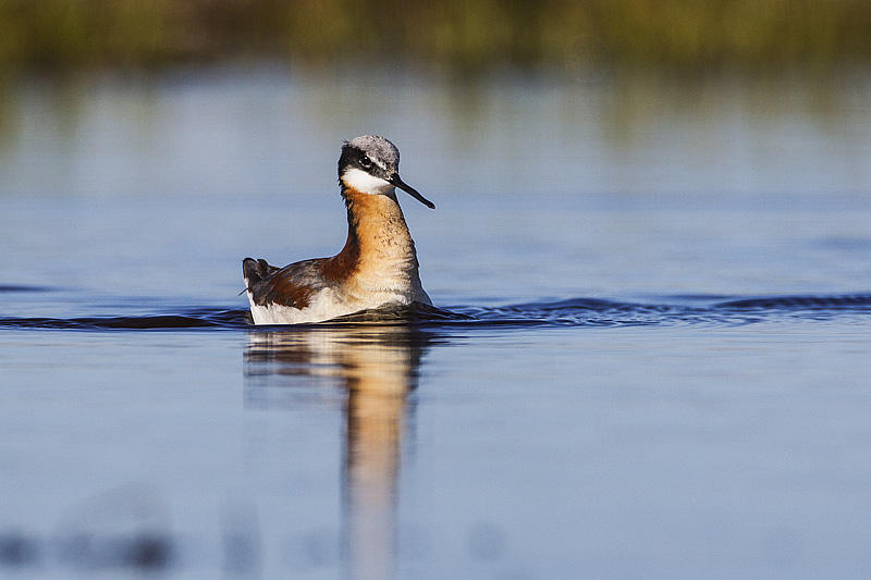 wilsons phalarope 051814_MG_9876 