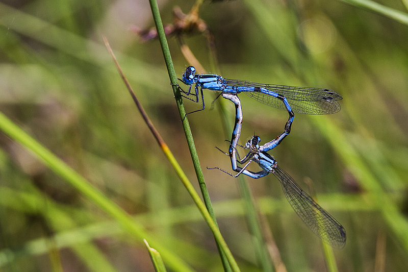 ? damselflies 123100_MG_0285 