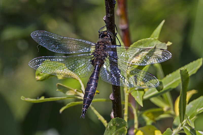 ? emerald 123100_MG_0551 