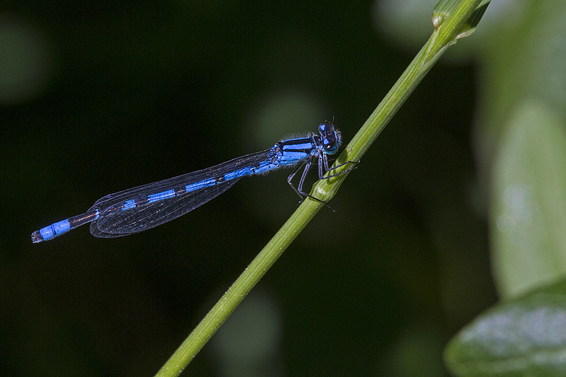 ? damselfly 070614_MG_1130 