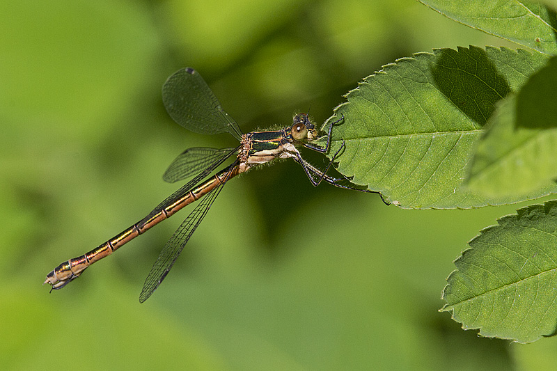 ? damselfly 070614_MG_1227 