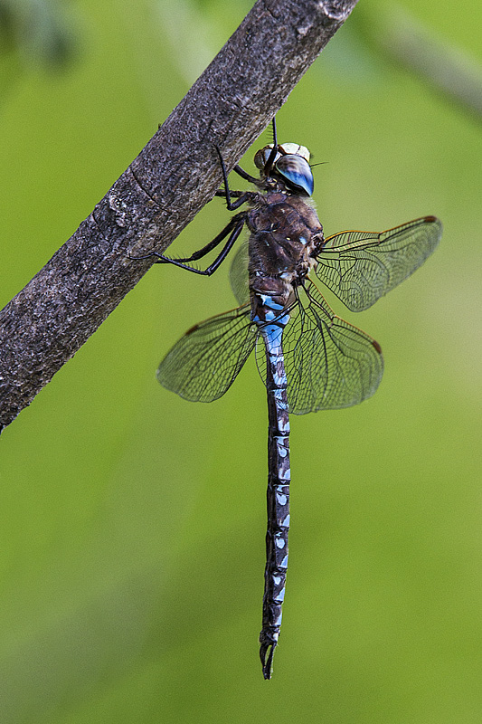 variable darner 070614_MG_1454 
