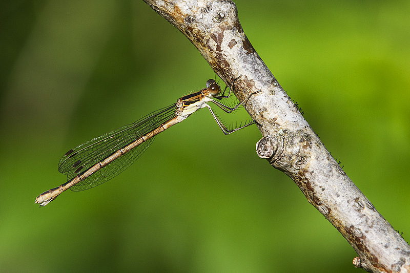 ? damselfly 072614_MG_2123 