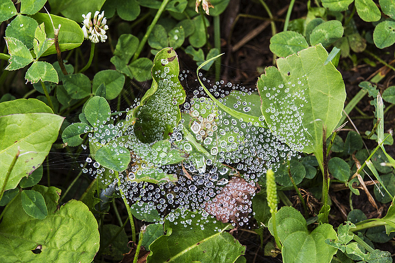 spider web 072614_MG_2237 