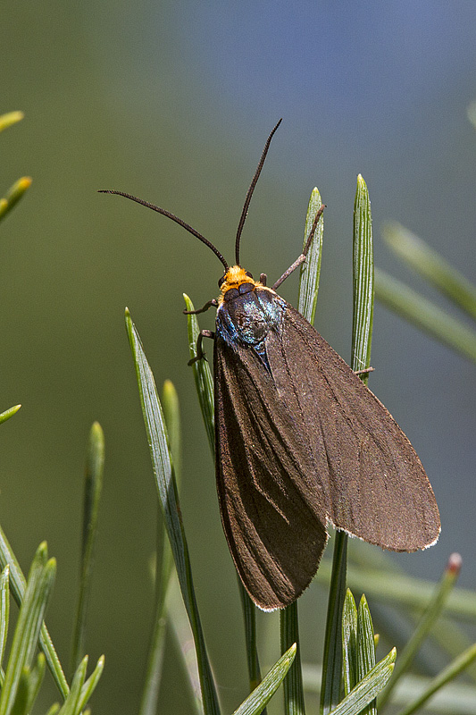 virginia ctenucha 070614_MG_0850 