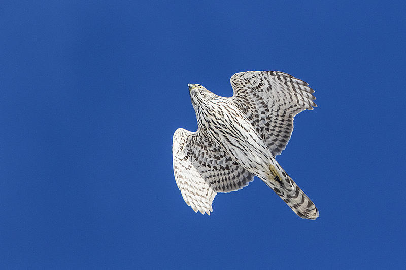 northern goshawk 112014_MG_6359 