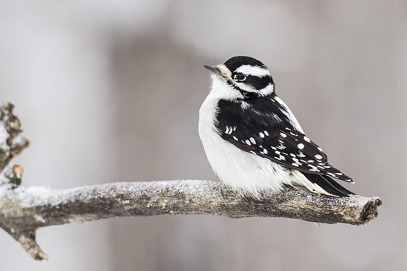 downy woodpecker 122714_MG_1034 copy.jpg