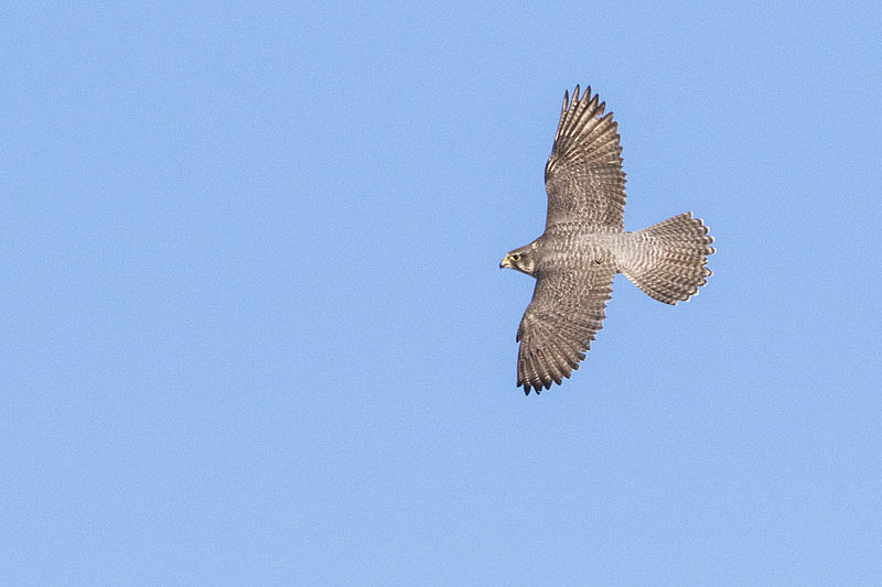 gyrfalcon 010515_MG_2367 