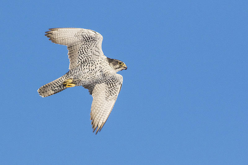 gyrfalcon 011115_MG_3893 