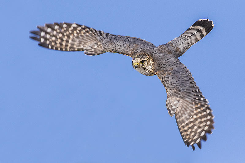 merlin 030715_MG_1723 