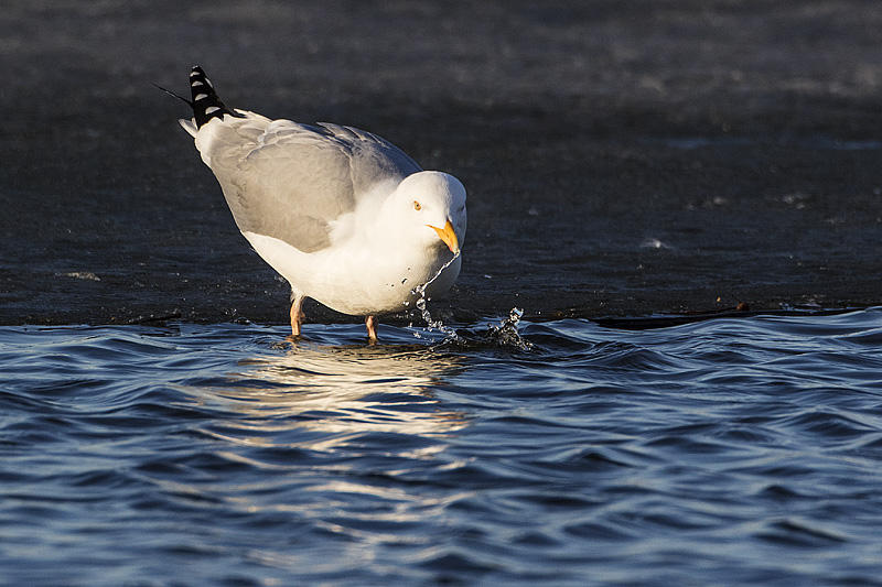 herring gull 041315_MG_3097 