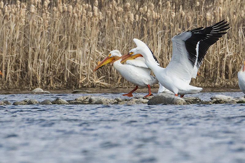 american white pelicans 041815_MG_3690 