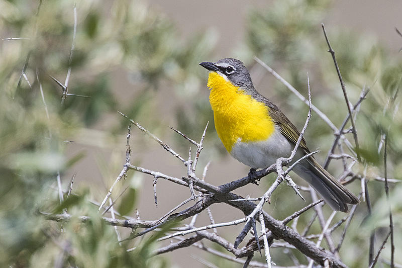 yellow-breasted chat 062115_MG_7700 