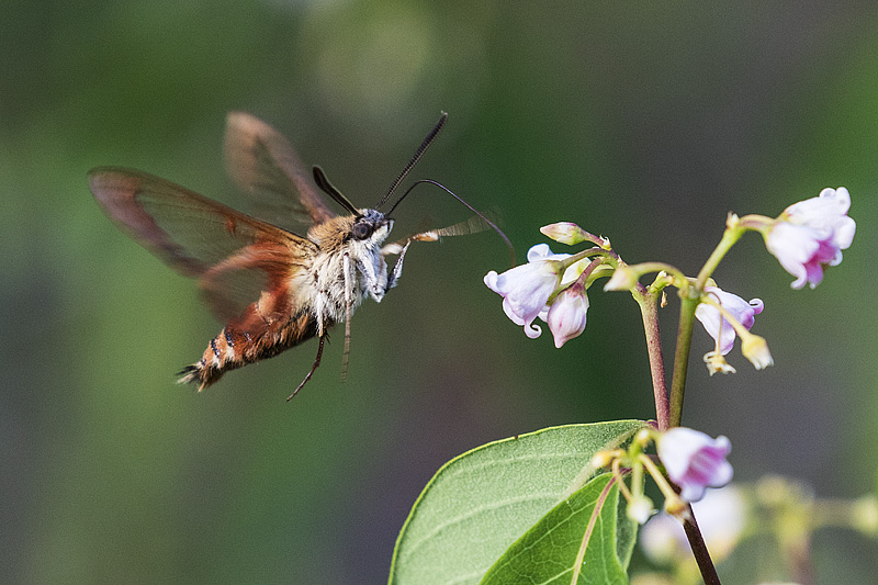 hummingbird clearwing 062715_MG_9736 