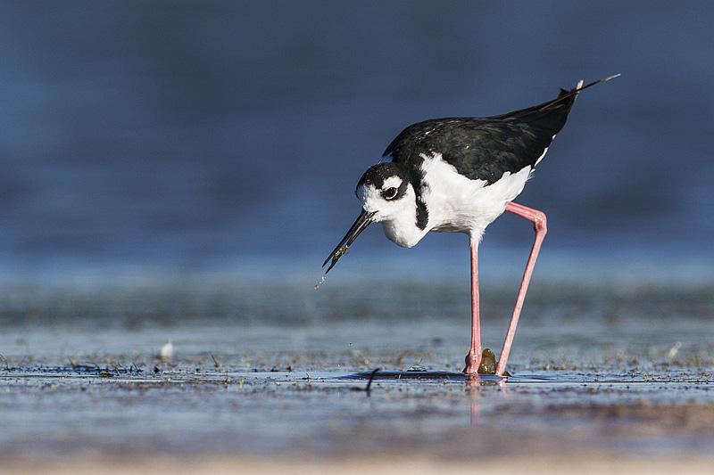 black-necked stilt 082315_MG_1750 