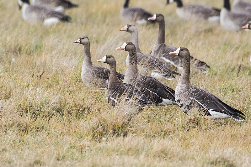 greater white-fronted geese 101215_MG_0168 copy.jpg