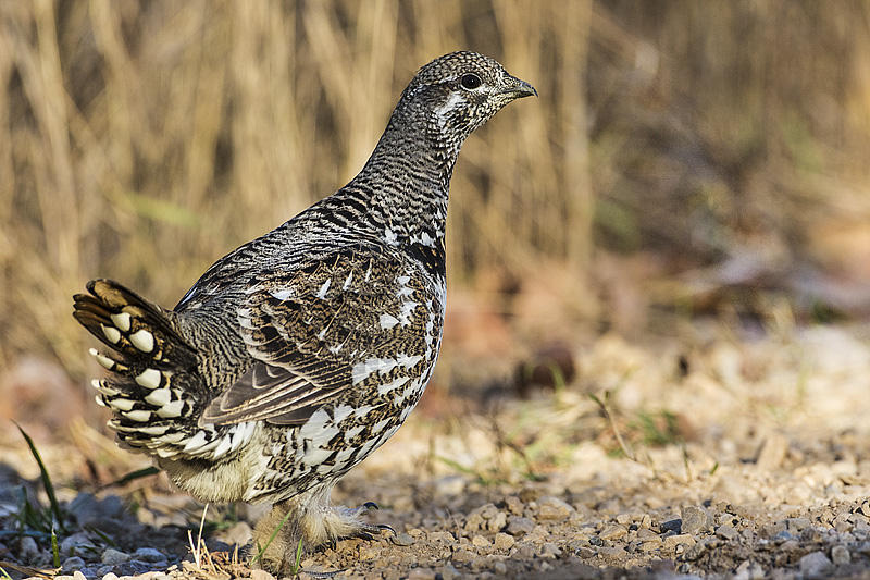 spruce grouse 101815_MG_0682 