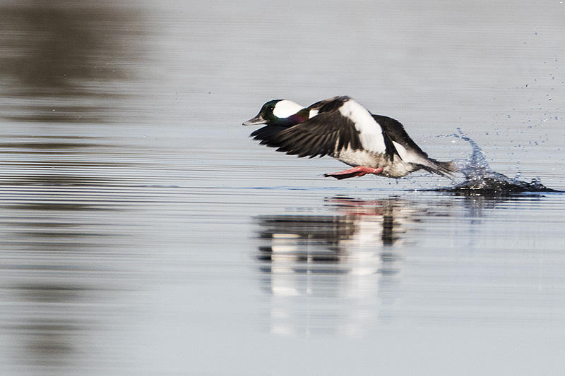 bufflehead 102515_MG_0962 