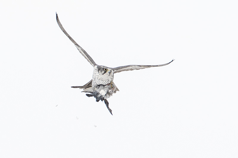 gyrfalcon 012616_MG_4214 