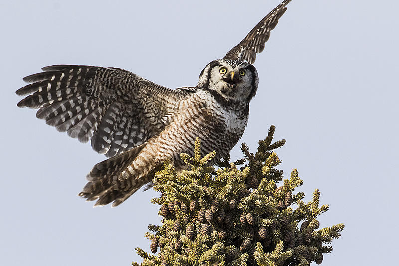 northern hawk owl 031916_MG_9766 