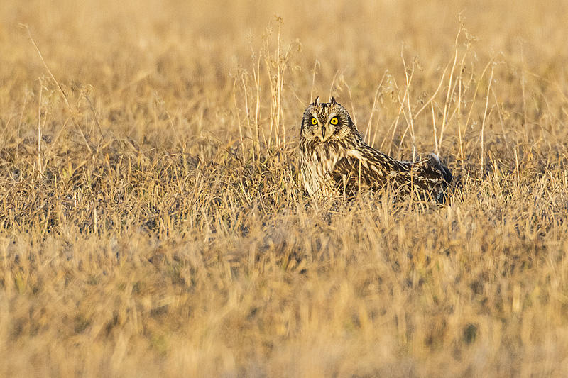 short-eared owl 040316_MG_2879 