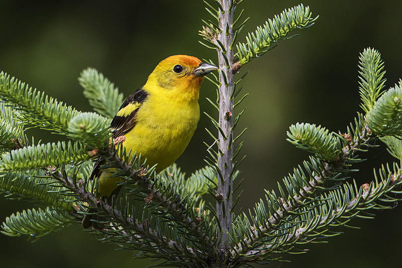 western tanager 061216_MG_7951