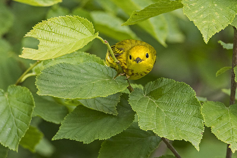 yellow warbler 061616_MG_9907 